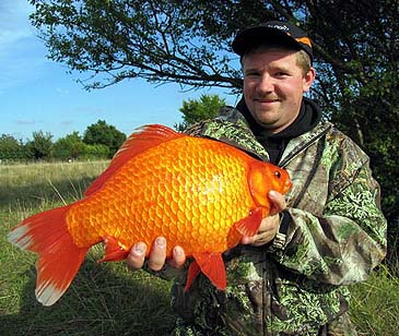 Record photograph for Carassius auratus